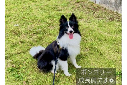 成約済の東京都のミックス犬-375981の10枚目