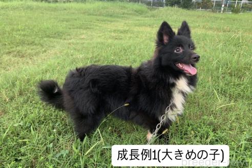 販売中の東京都のミックス犬-375989の22枚目