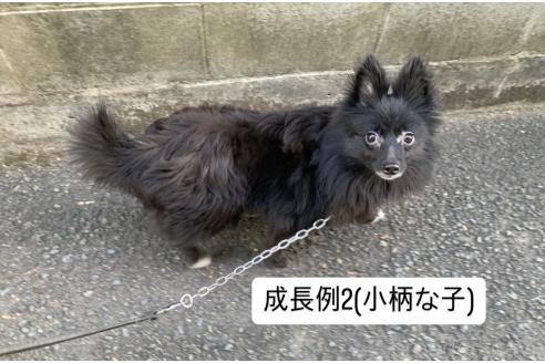 販売中の東京都のミックス犬-375989の21枚目
