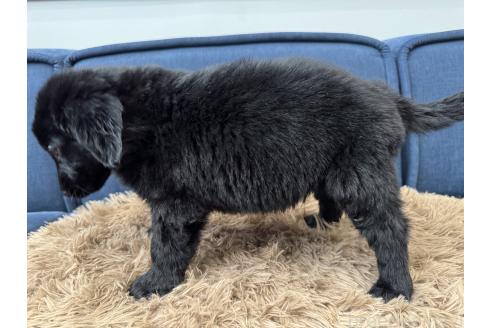 成約済の静岡県のフラットコーテッドレトリーバー-370472の2枚目