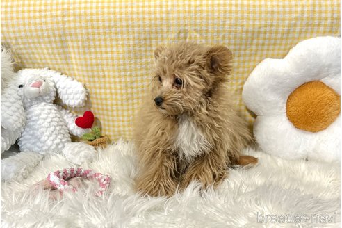 成約済の栃木県のポメプー:ポメラニアン×トイプードル-352826の8枚目