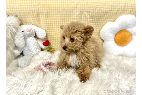 成約済の栃木県のポメプー:ポメラニアン×トイプードル-352826の7枚目