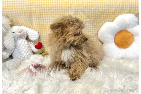 成約済の栃木県のポメプー:ポメラニアン×トイプードル-352826の6枚目