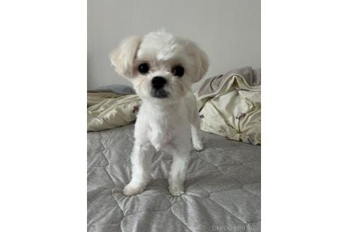 マルコちゃん1枚目