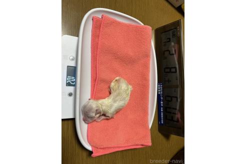 成約済の大阪府のマルチーズ-375842の3枚目