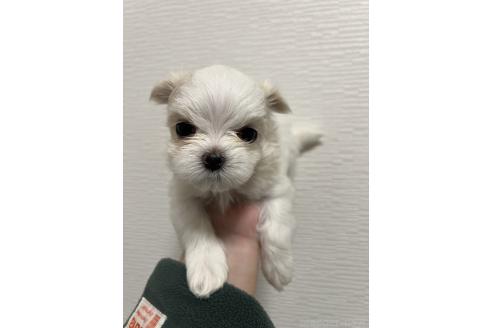 成約済の大阪府のマルチーズ-375843の1枚目