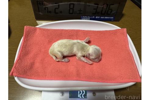 成約済の大阪府のマルチーズ-375843の2枚目