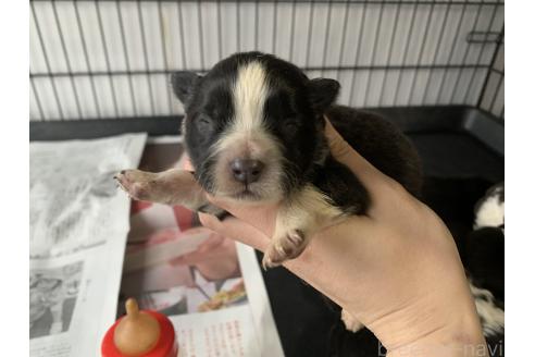 成約済の東京都のミックス犬-375844の24枚目