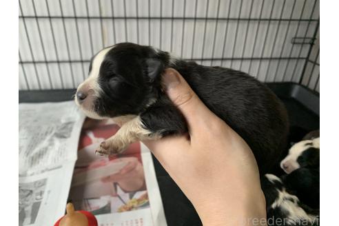 成約済の東京都のミックス犬-375844の22枚目