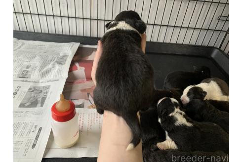 成約済の東京都のミックス犬-375844の21枚目