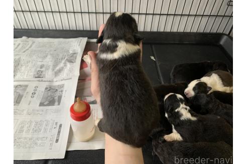成約済の東京都のミックス犬-375844の20枚目