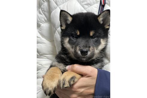 成約済の愛知県の柴犬-369484の3枚目