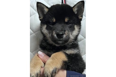成約済の愛知県の柴犬-369484の2枚目