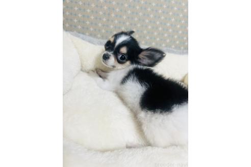 成約済の福岡県のチワワ(ロングコート)-367726の4枚目