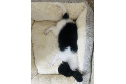 成約済の福岡県のチワワ(ロングコート)-367726の3枚目