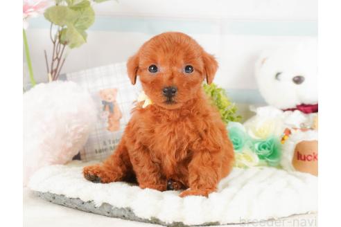 成約済の神奈川県のトイプードル-376057の10枚目
