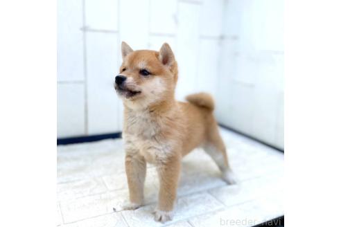 成約済の茨城県の豆柴-374674の2枚目