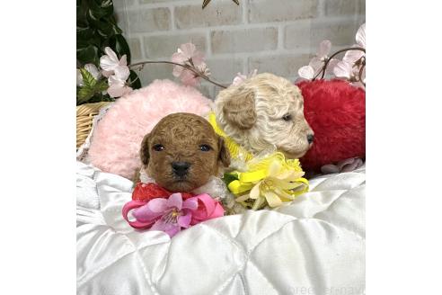成約済の愛知県のトイプードル-373972の10枚目