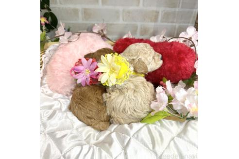 成約済の愛知県のトイプードル-373972の7枚目