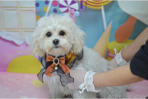成約済の埼玉県のミックス犬-376075の6枚目