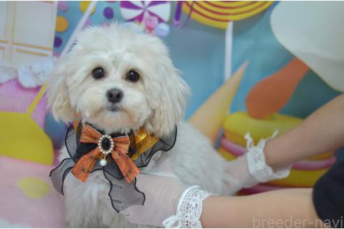 成約済の埼玉県のミックス犬-376075の5枚目