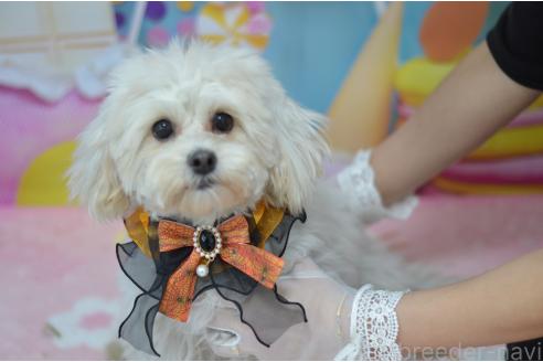 成約済の埼玉県のミックス犬-376075の3枚目