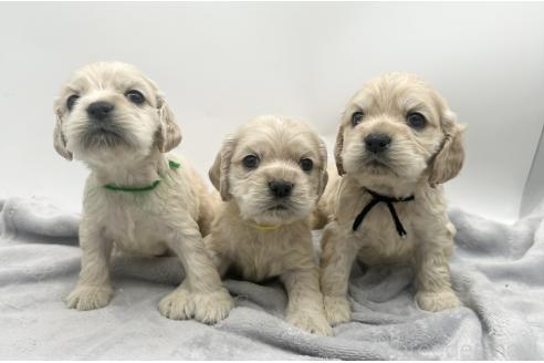 成約済の愛知県のアメリカンコッカースパニエル-374564の10枚目