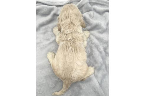 成約済の愛知県のアメリカンコッカースパニエル-374564の9枚目