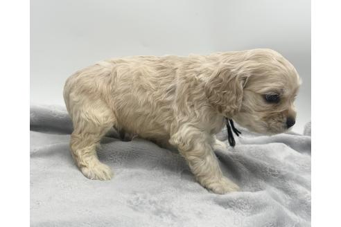 成約済の愛知県のアメリカンコッカースパニエル-374564の8枚目