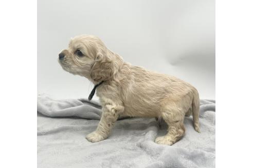 成約済の愛知県のアメリカンコッカースパニエル-374564の7枚目