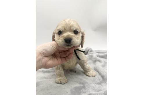 成約済の愛知県のアメリカンコッカースパニエル-374564の6枚目