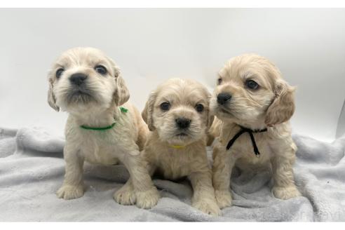 成約済の愛知県のアメリカンコッカースパニエル-374566の11枚目