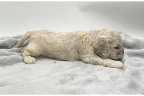 成約済の愛知県のアメリカンコッカースパニエル-374566の9枚目