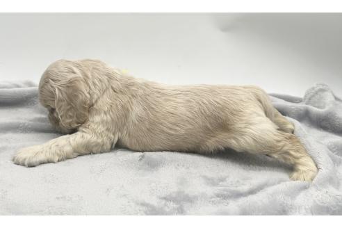 成約済の愛知県のアメリカンコッカースパニエル-374566の8枚目