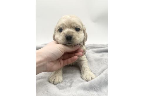 成約済の愛知県のアメリカンコッカースパニエル-374566の7枚目