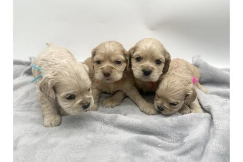 成約済の愛知県のアメリカンコッカースパニエル-374568の10枚目