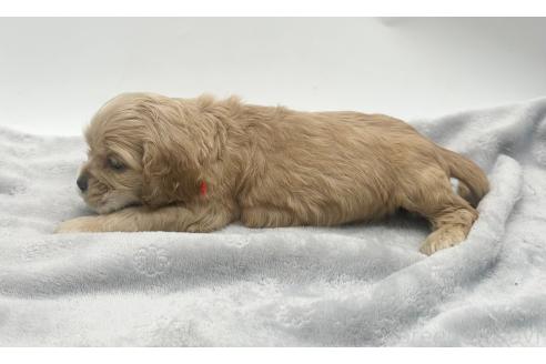 成約済の愛知県のアメリカンコッカースパニエル-374568の8枚目