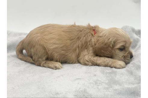 成約済の愛知県のアメリカンコッカースパニエル-374568の7枚目