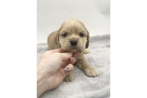 成約済の愛知県のアメリカンコッカースパニエル-374568の6枚目