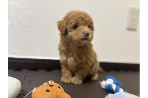 成約済の東京都のマルプー:マルチーズ×トイプードル-375215の4枚目