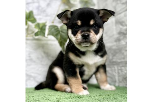 成約済の埼玉県のミックス犬-371813の10枚目