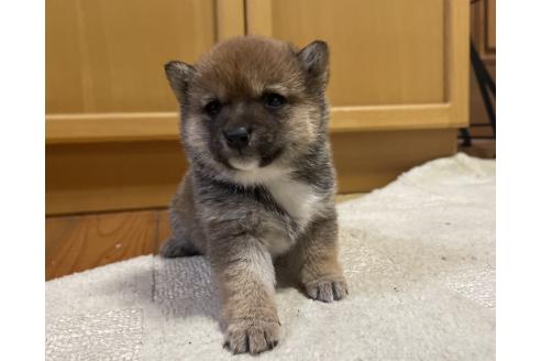 成約済の福岡県の豆柴-372971の10枚目