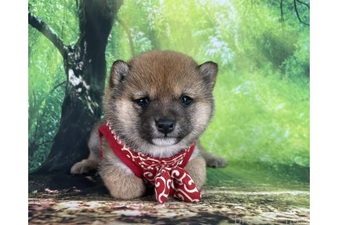 成約済の福岡県の豆柴-372971の6枚目