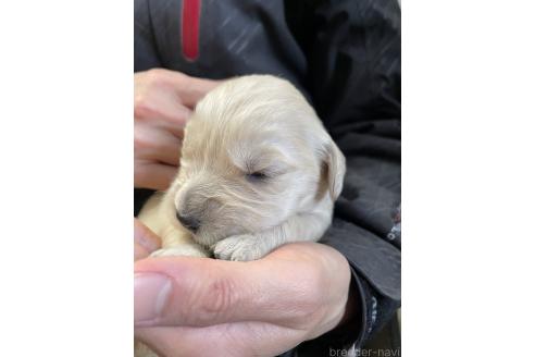 成約済の栃木県のゴールデンレトリーバー-373935の4枚目