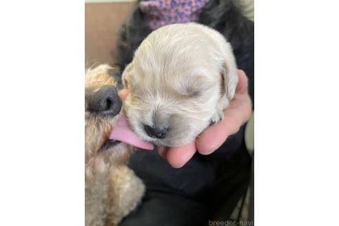 成約済の栃木県のゴールデンレトリーバー-373932の4枚目