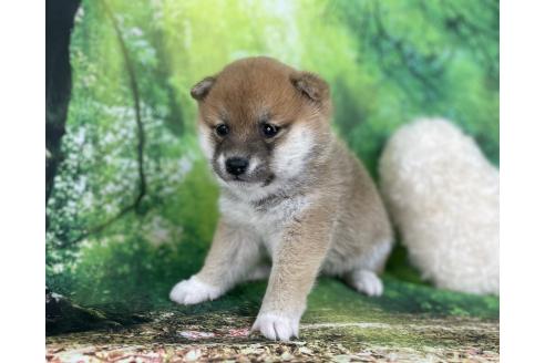 成約済の福岡県の豆柴-373966の8枚目