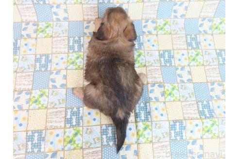 成約済の千葉県のミックス犬-371932の5枚目