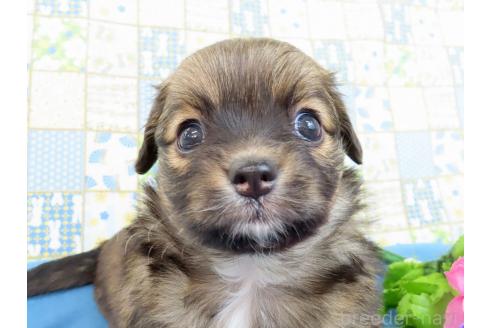 成約済の千葉県のミックス犬-371932の4枚目