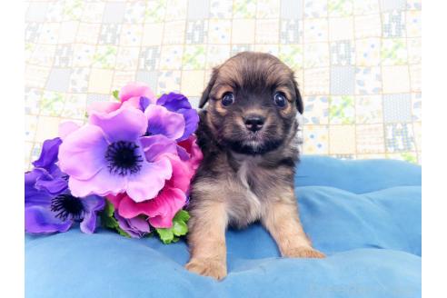 成約済の千葉県のミックス犬-371932の3枚目