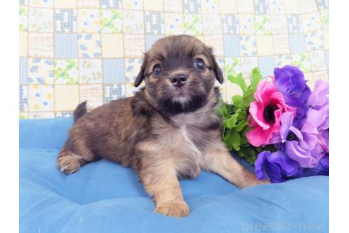 成約済の千葉県のミックス犬-371932の2枚目